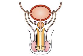 Human reproduction forms an immensely crucial lesson of class 12 biology, and you must be thorough with the text to write precise answers during exams. Male Reproductive System Bioninja