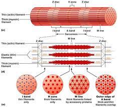Chapter 9 Muscles And Muscles Tissue Physiology Human Anatomy And Physiology Pediatric Nurse Practitioner