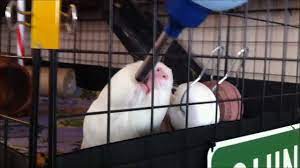 Rabbits do need some salt. Cute Guinea Pig Drinking Licking A Salt Wheel Youtube