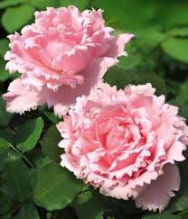Duftrosen Online Kaufen Bestellen Bei Baldur Garten In 2020 Rosen Garten Gartenliebe