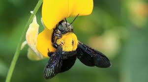 Like mint and cinnamon, bees are repelled by the scent of vanilla and also the alcohol it contains. How To Get Rid Of Bumble Bees Outside Of Your House On Your Own