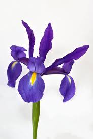 We did not find results for: Free Photo Blue Iris Flower Beautiful Beauty Blue Free Download Jooinn