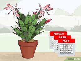Are the flowers on your christmas cactus dropping? 3 Easy Ways To Plant A Christmas Cactus Wikihow