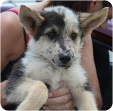 Maybe you would like to learn more about one of these? Largo Fl German Shepherd Dog Meet Dingo German Aussie Mix A Pet For Adoption