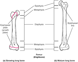 Long bones grow more than the other classes of bone throughout childhood and so are responsible for the bulk of our height as adults. 6 4 Bone Formation And Development Anatomy Physiology