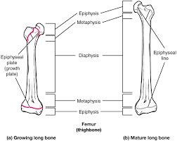 Create your own flashcards or choose from millions created by other students. 6 4 Bone Formation And Development Anatomy Physiology