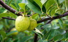 Image result for Annona reticulata