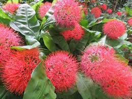 Image result for Scadoxus multiflorus
