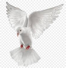 Heart wallpaper love you images love gif best photo background rose pictures love you gif i love you hubby illusion photos dove images. Desktop Wallpaper Merpati Dan Merpati Ikon Komputer Gambar Png
