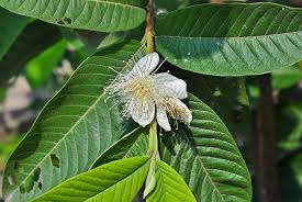 Image result for Psidium guajava