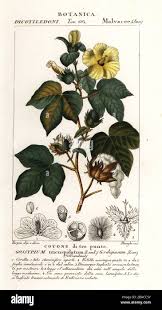 Image result for Gossypium
