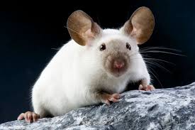 That's why we've gathered 30 facts about animals that you probably didn't know. Fun Interesting Facts About Mice Pets4homes