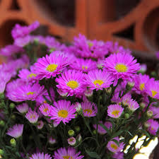 Image result for Amellus