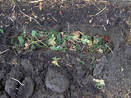 For the convenience of our customers, we can also provide garden compost in bulk bag amounts at affordable prices. Direct Composting In Your Vegetable Garden Veggie Gardener Forum