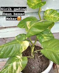 Sirih Gading Epipremnum Aureum Plant Care Plants Popular House Plants