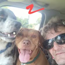 How many fur babies are too many?