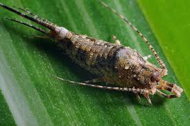 Carapace is a dorsal upper section of the exoskeleton or shell in a number of animal groups the maxillary palps on a grasshopper function as a sensory organ. Image Geol 331 Bsci 333 Principles Of Paleontology Fall Semester 2020 Ecdysozoa Iii Mandibulara Giant Carboniferous Dragonfly Meganeura Key Points Whereas Chelicerata Has Long Been Known Mandibulata Has Only Been Recognized Within The Last