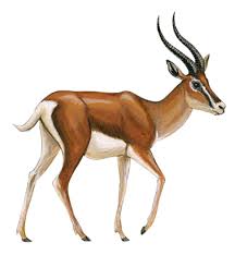 Art Illustration Gazelle Are Antelopes Medium Sized Agile And Long Legged The Gazelle Name Comes From Th Impala Animal Animal Sketches Animal Illustration