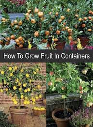 I give this tree nursery 8 out of 10 acorns. How To Grow Fruit In Containers Homestead Survival Container Gardening Growing Fruit Fruit Garden