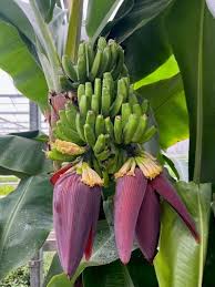 Image result for Musa Cavendish