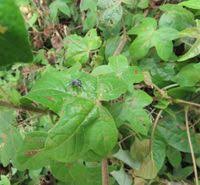 Image result for Gossypioides kirkii