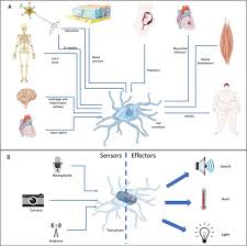 Cells are capable of producing more of themselves d. Macrophages And The Maintenance Of Homeostasis Cellular Molecular Immunology