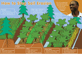 Ap Notes Soil Ap Environmental Science