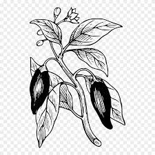 Gambar sel tumbuhan hitam putih gurupendidikan co id tag gambar sel tumbuhan hitam putih sel tumbuhan jenis bagian gambar dan fungsinya lengkap oleh bitar. Bell Pepper Chili Pepper Chili Con Carne Plants Black Gambar Tanaman Cabai Hitam Putih Clipart 151928 Pinclipart