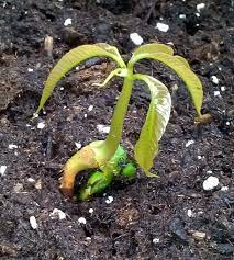 Maybe you would like to learn more about one of these? Pin On Flowers