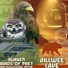 Irish Birds Of Prey Images Aillwee Cave Birds Of Prey Ticket Burren Birds Of Prey Prey