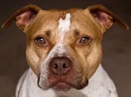 See more ideas about pitbulls, american pitbull, pit bull love. American Pit Bull Terrier Dog Breed Profile