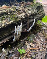 Image result for Xylaria polymorpha