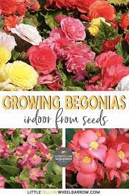 Grow Begonias Inside All Year Long In 2020 Begonia Tuberous Begonia Flower Pots