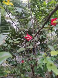 Image result for Ochna atropurpurea