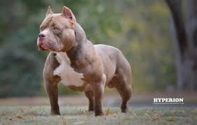 We did not find results for: American Bully Breeders In South Africa American Bully Puppies Dog Breeders Gallery