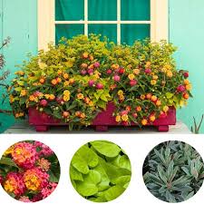 Window box flowers full sun best flowers for window boxes in full. 3 Plant Lists For Gorgeous Window Box Combinations