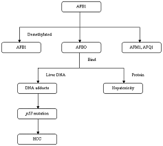 Aflatoxin B1 Induced Hepatocellular Carcinoma In Developing Countries Geographical Distribution Mechanism Of Action And Prevention Review