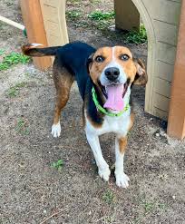 Sweet Otter is still looking for...