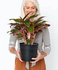 Plant care best growing conditions aglaonema varieties. Aglaonema 101 How To Care For Aglaonemas Bloomscape