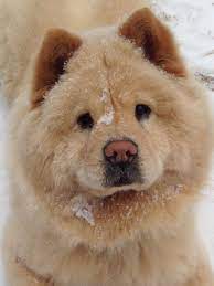 Ms Peach Snow Chow Animals Peach Sweet Peach