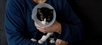 Find out if pet insurance covers it and which plan is best. Why You Need To Spay Or Neuter Your Pet Prudent Pet Insurance