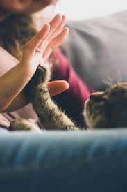 First, a calming sedative is given by injection into the muscle. In Home Euthanasia Pets Premier