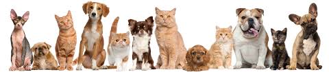 Nys driver's license/id, nyc id, rent/gas/electric/cable bill. Animal Hospital Whittier Best Vet In Whittier