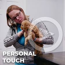 Cavapoo puppies are relaxed, snuggly house pets that get along with children! Cavapoo Puppy For Sale