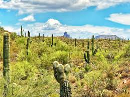 Saguaro cactus problems are rare, as these prickly giants have developed methods of protection saguaro cactus necrosis may also develop into a corky patch where the plant is trying to heal itself. Neil Saunders On Twitter Many Saguaros Have Holes In Them This Is Not From Shooting It S Illegal To Shoot Or Damage Them But From Birds Making Their Nests Inside They Get Shelter