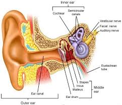 Know The Cause Of Ear Infection Ear Infections Are Usually Divided Into Those Which Occur In The Ear Canal Oti Ear Anatomy Anatomy And Physiology Physiology