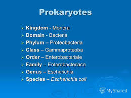 Prezentaciya Na Temu Introduction To Microbiology Classification And Nomenclature Of Microorganisms Skachat Besplatno I Bez Registracii