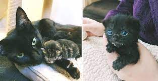 Family Helps Cat Mom Just In Time So Her Kittens Can Be Safe From The Cold Gatinhos Gato Gravida Gatos