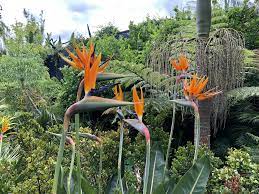 Birds Of Paradise Looking Fabulous Hamilton Nz Birds Of Paradise Plant Fungus Birds