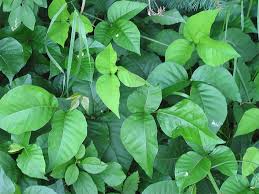 Quiz Identifying Poison Ivy Oak And Sumac Recoil Offgrid